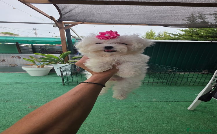 Bichón Maltés perros - Anuncio 5