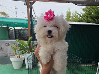Bichón Maltés perros - Anuncio 38