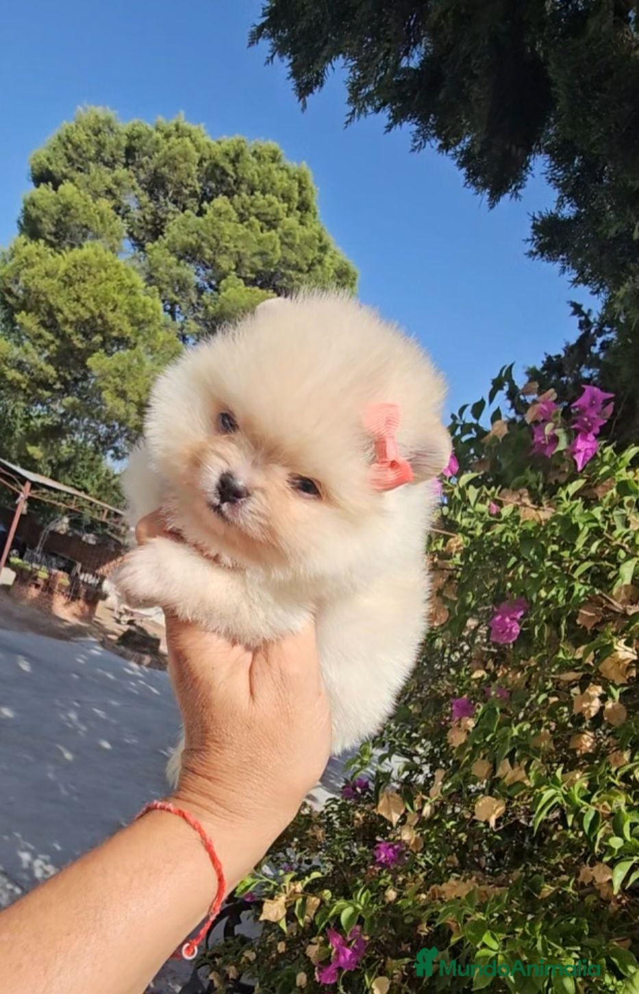 Pomerania perros HEMBRITA POMERANIA  - Anuncio 1