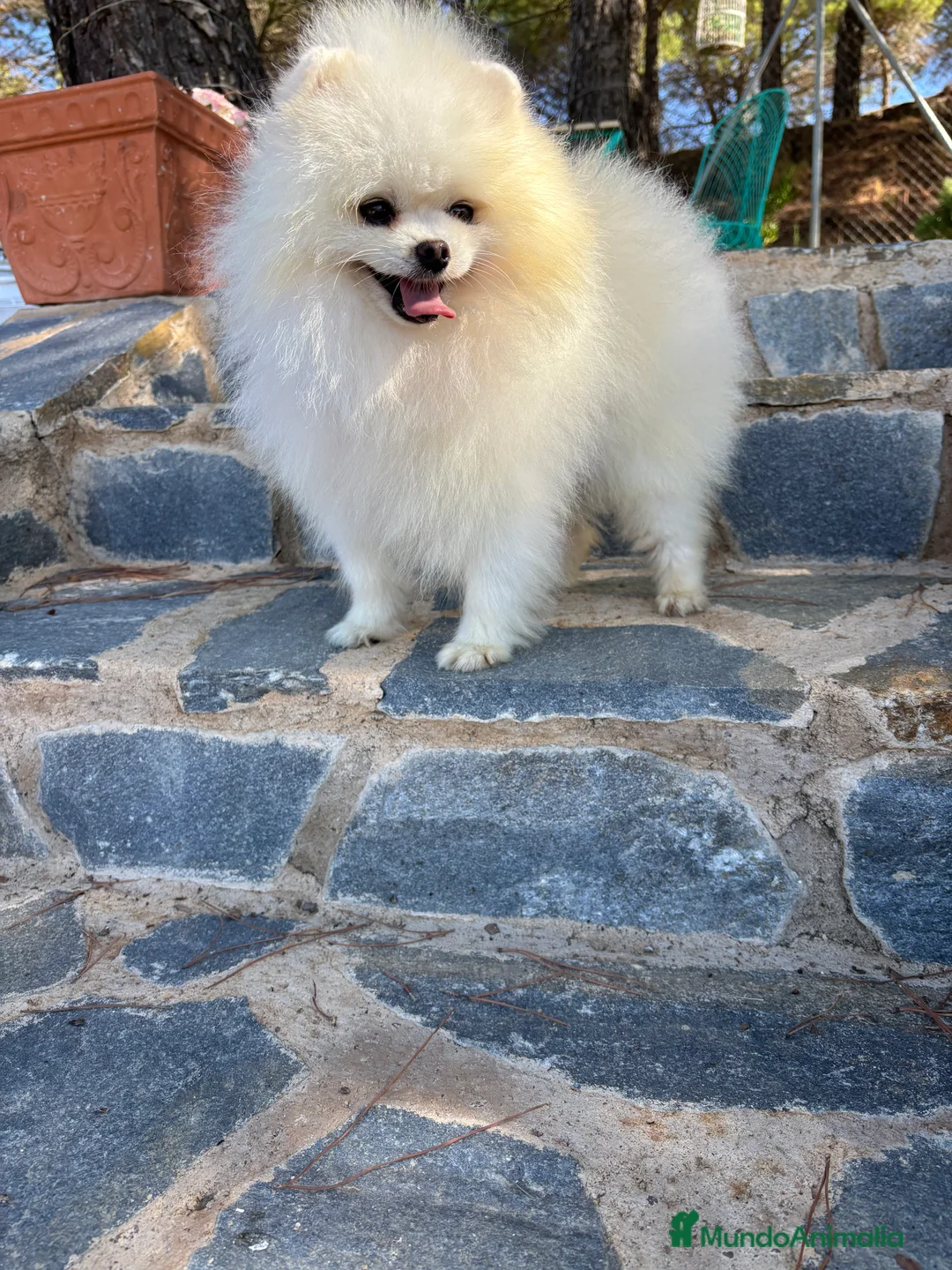 Pomerania perros en venta: Pomerania lulu de Pomerania Macho - Anuncio 6