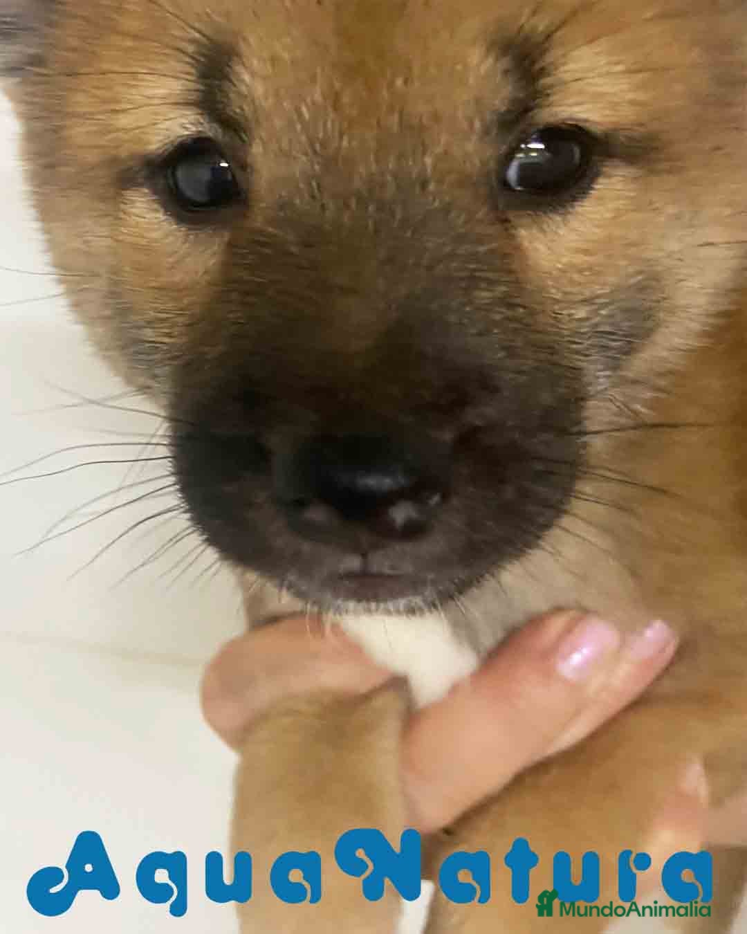 Shiba Inu perros en venta:  Shiba Inu Hembra de Mel y Simbad - AQUANATURA - Imagen 9