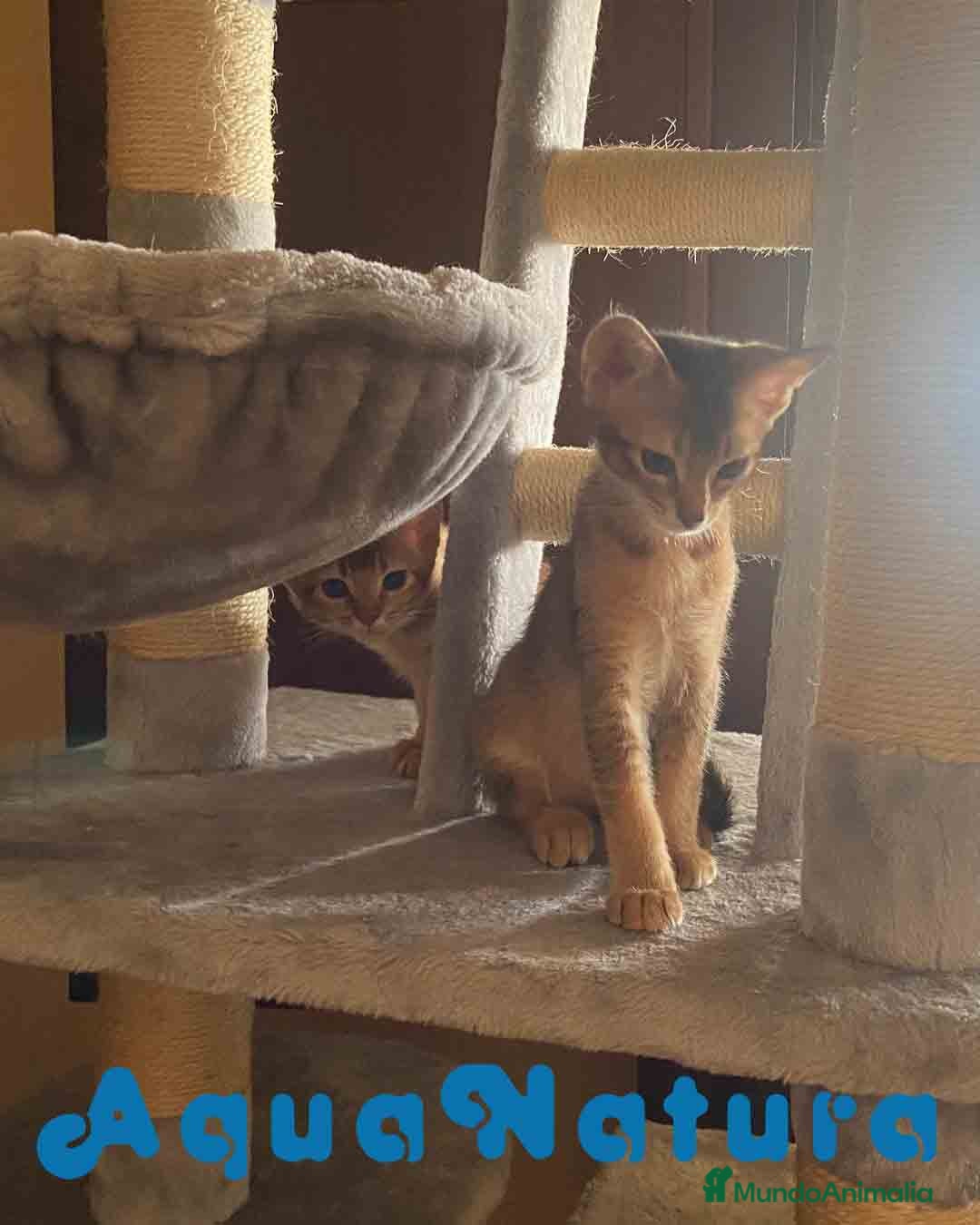 Abisinio gatos en venta: Camada Abisinio de Santa AQUANATURA - Imagen 3