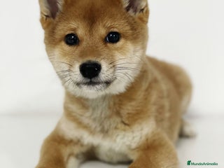 Shiba Inu perros - Anuncio 10