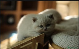Británico de Pelo Corto gatos en venta: Cachorros british lilac - Imagen 3