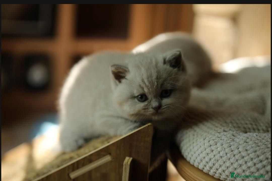 Británico de Pelo Corto gatos en venta: Cachorros british lilac - Imagen 3
