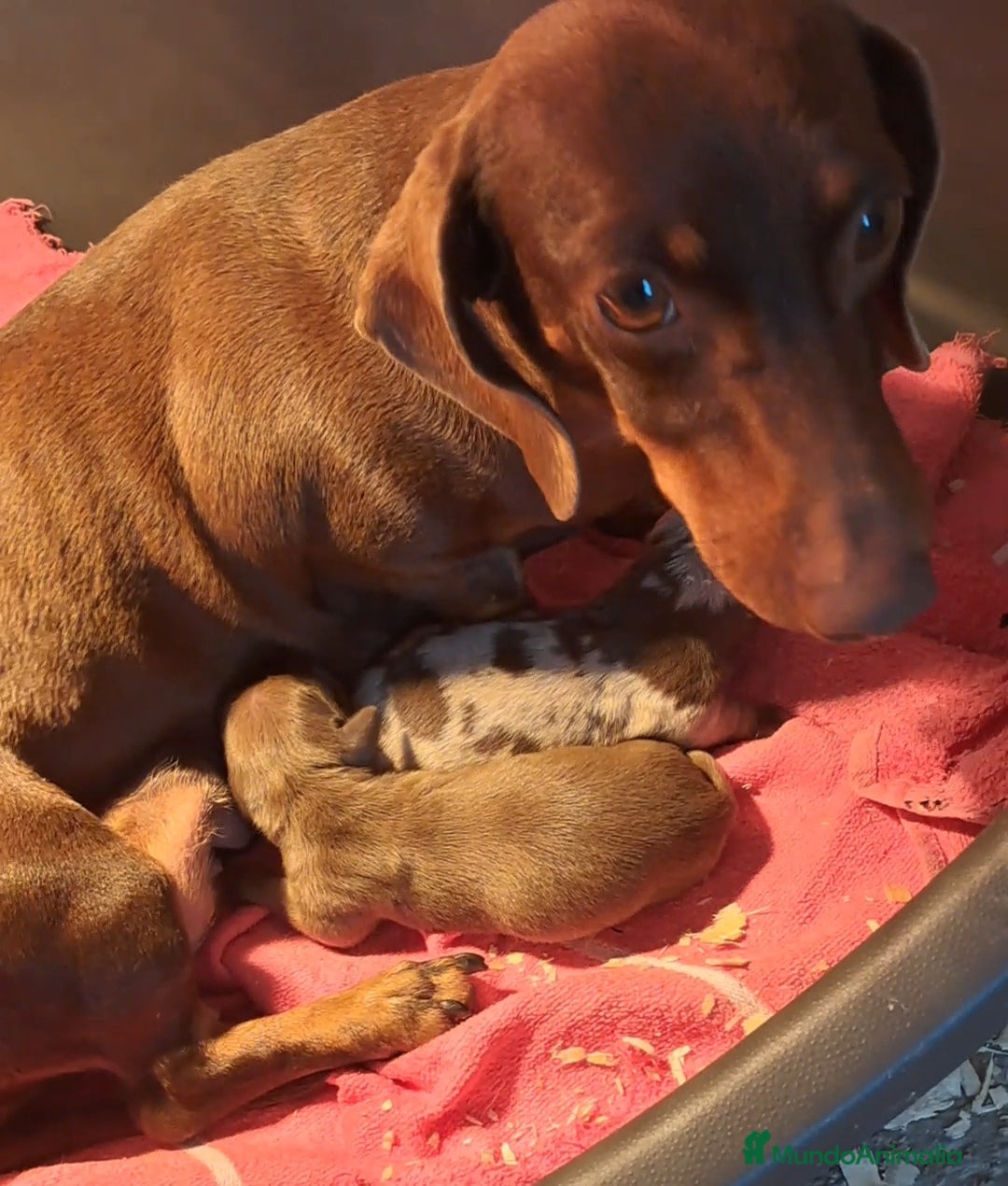 Teckel Miniatura perros en venta: Bebés Teckels (perro salchicha ) - Anuncio 1