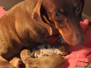 Teckel Miniatura perros Bebés Teckels (perro salchicha ) - Anuncio 1