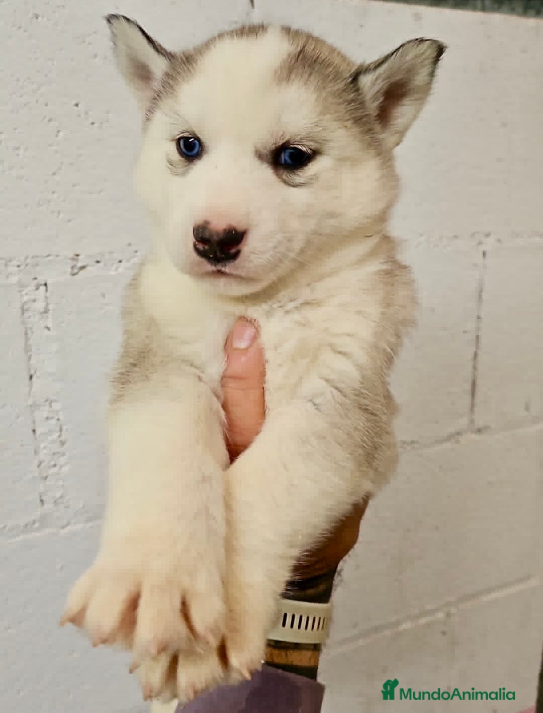 Husky Siberiano perros en venta: CAMADA DE HUSKY SIBERIANO - Anuncio 3