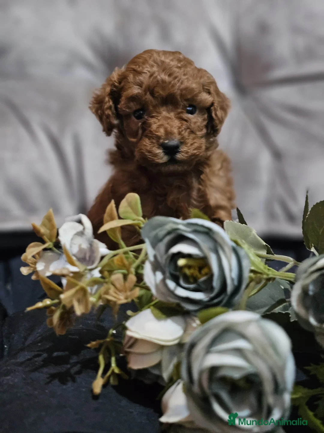 Caniche Toy perros en venta: CAMADA DE CANICHE TOY  - Anuncio 1