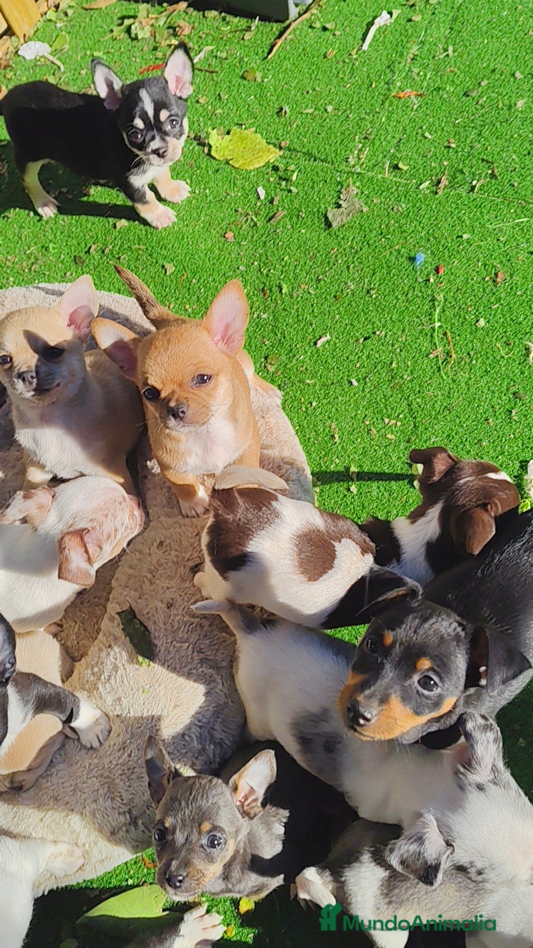 Chihuahua perros en venta: Chihuahua Toy colores exóticos  - Anuncio 4