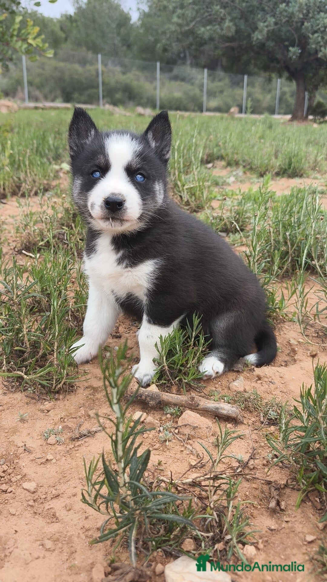 Husky Siberiano perros en venta: Husky SIBERIANO disponibles  - Anuncio 21