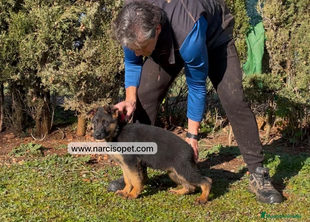Pastor Alemán perros en venta: PASTOR ALEMAN MACHOS CON GARANTIAS en Asturias - Anuncio 3