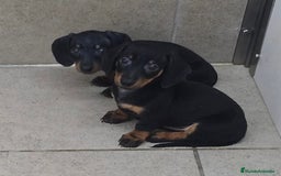 Teckel Miniatura perros en venta: Teckel negro/fuego - Imagen 3