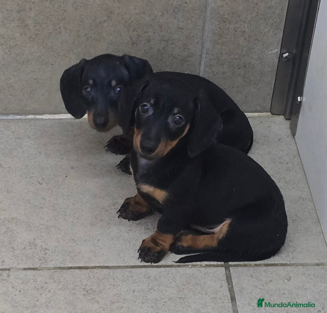 Teckel Miniatura perros en venta: Teckel negro/fuego - Imagen 3