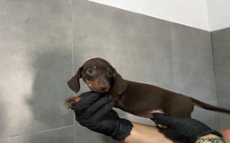 Teckel Miniatura perros en venta: TECKEL KANICHEN CALIDAD EXTREMA - Imagen 4