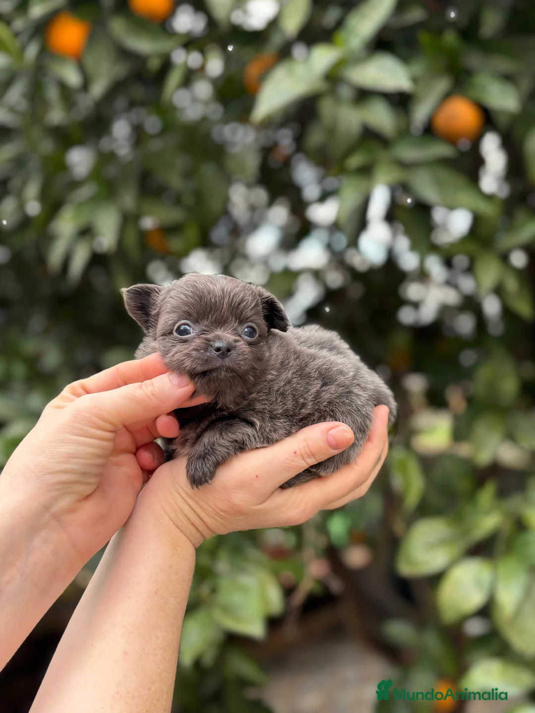 Chihuahua perros en venta: Hembra blue mini pelo largo  - Anuncio 2