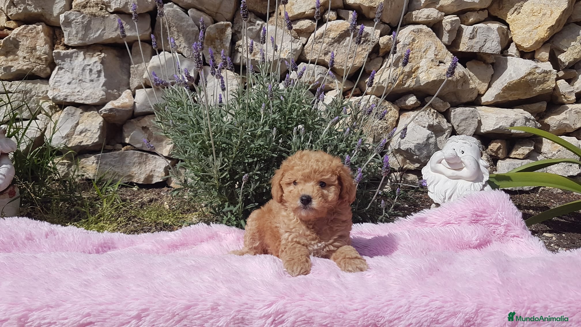 Caniche Enano perros Caniches preciosos en Barcelona - Anuncio 21