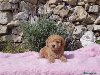 Caniche Enano perros Caniches preciosos en Barcelona - Anuncio 33