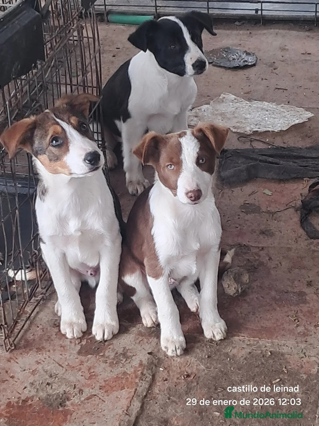 Border Collie perros en venta: Border collie  - Anuncio 1