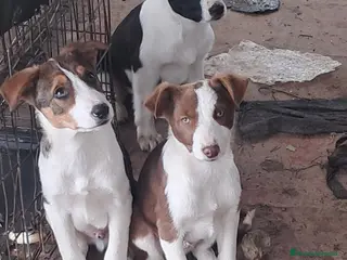 Border Collie perros Border collie - Anuncio 1