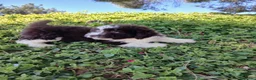 Perro de Agua Español perros en venta: 🐾 CACHORROS DE PERRO DE AGUA ESPAÑOL 🐾 - Anuncio 12