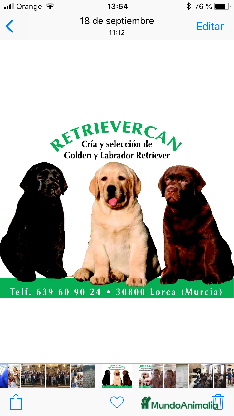 Labrador Retriever perros Cachorros labrador crema con pedigree  - Anuncio 1