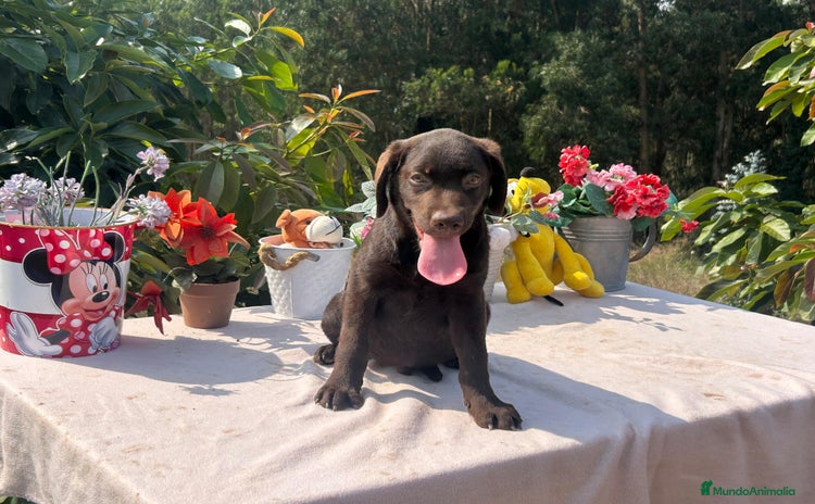 Labrador Retriever perros - Anuncio 1