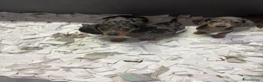 Teckel Miniatura 2