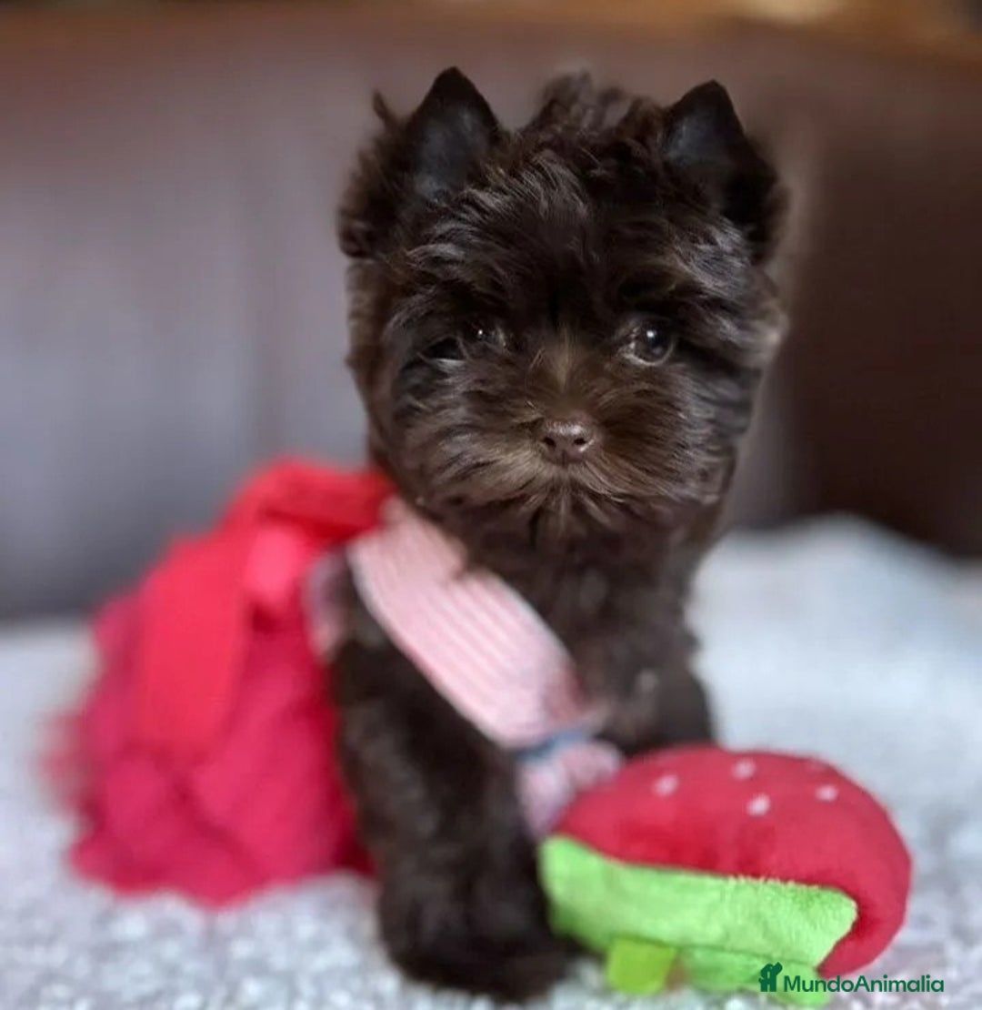 Yorkshire Terrier perros en venta: Hembras Yorkshire Chocolate exclusivas  - Anuncio 1