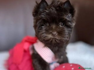 Yorkshire Terrier perros Hembras Yorkshire Chocolate exclusivas - Anuncio 1