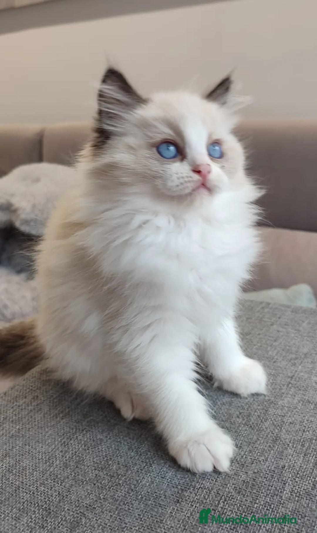 Ragdoll gatos en venta: Gatitos Ragdoll - Anuncio 20