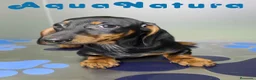 Teckel perros en venta: Teckel Hembra de Kily y Luisiño 1875 - Anuncio 2