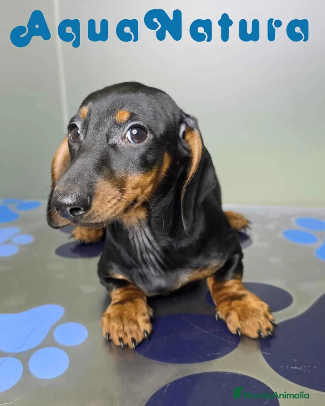 Teckel perros en venta: Teckel Hembra de Kily y Luisiño 1875 - Anuncio 2