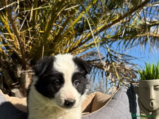 Border Collie perros - Anuncio 35