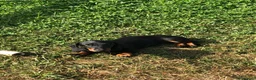 Teckel Miniatura perros en venta: Teckel miniatura negro fuego  - Anuncio 6