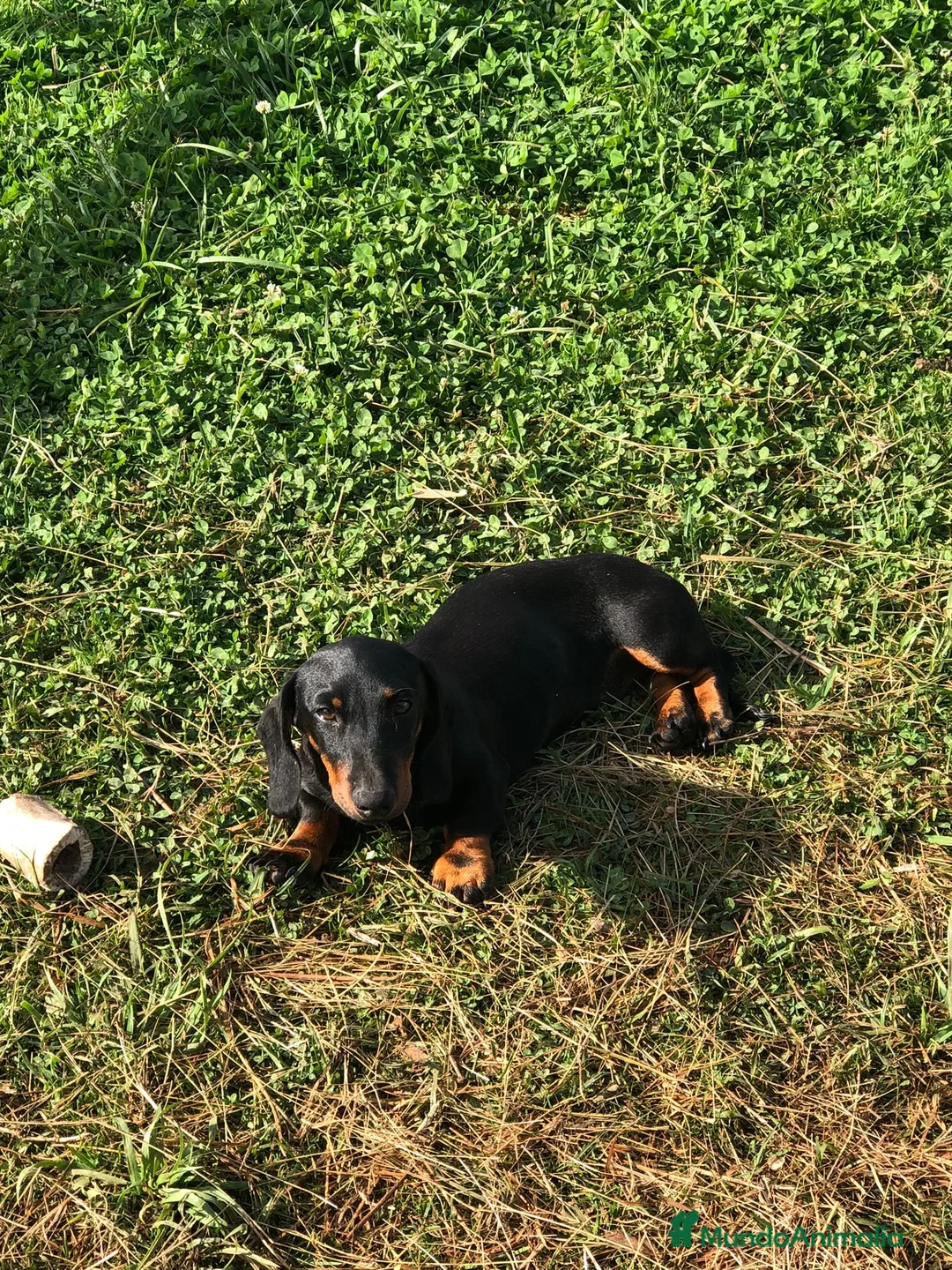 Teckel Miniatura perros en venta: Teckel miniatura negro fuego  - Anuncio 6