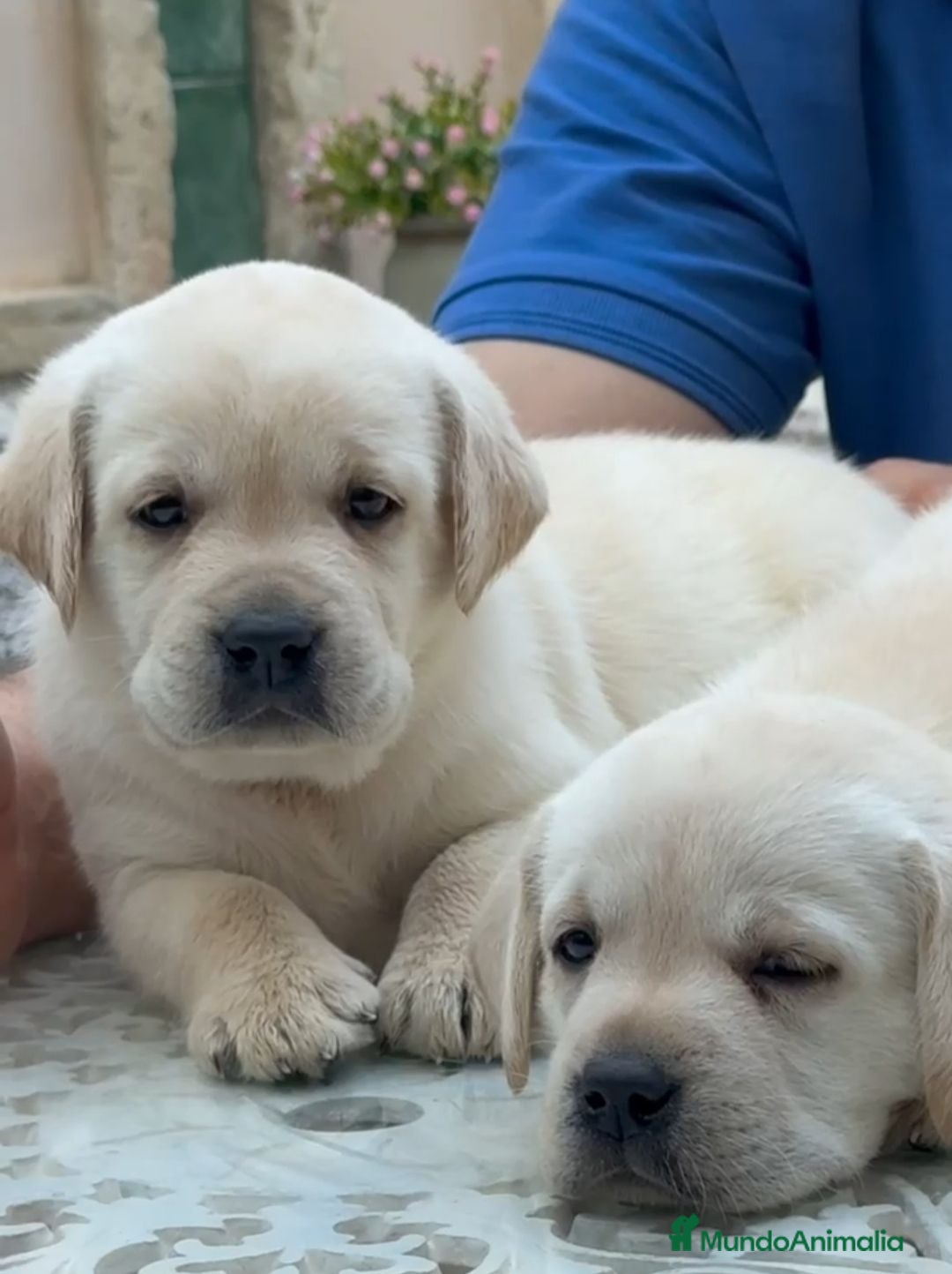 Labrador Retriever perros Cachorros Labrador Retriever  - Anuncio 4