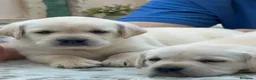 Labrador Retriever perros en venta: Cachorros Labrador Retriever  - Anuncio 1