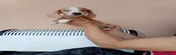 Teckel Miniatura perros en venta: Teckel mini bicolor - Anuncio 6