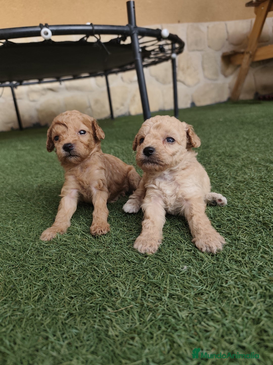 Caniche Enano perros en venta: preciosos caniches  en Segovia - Imagen 10