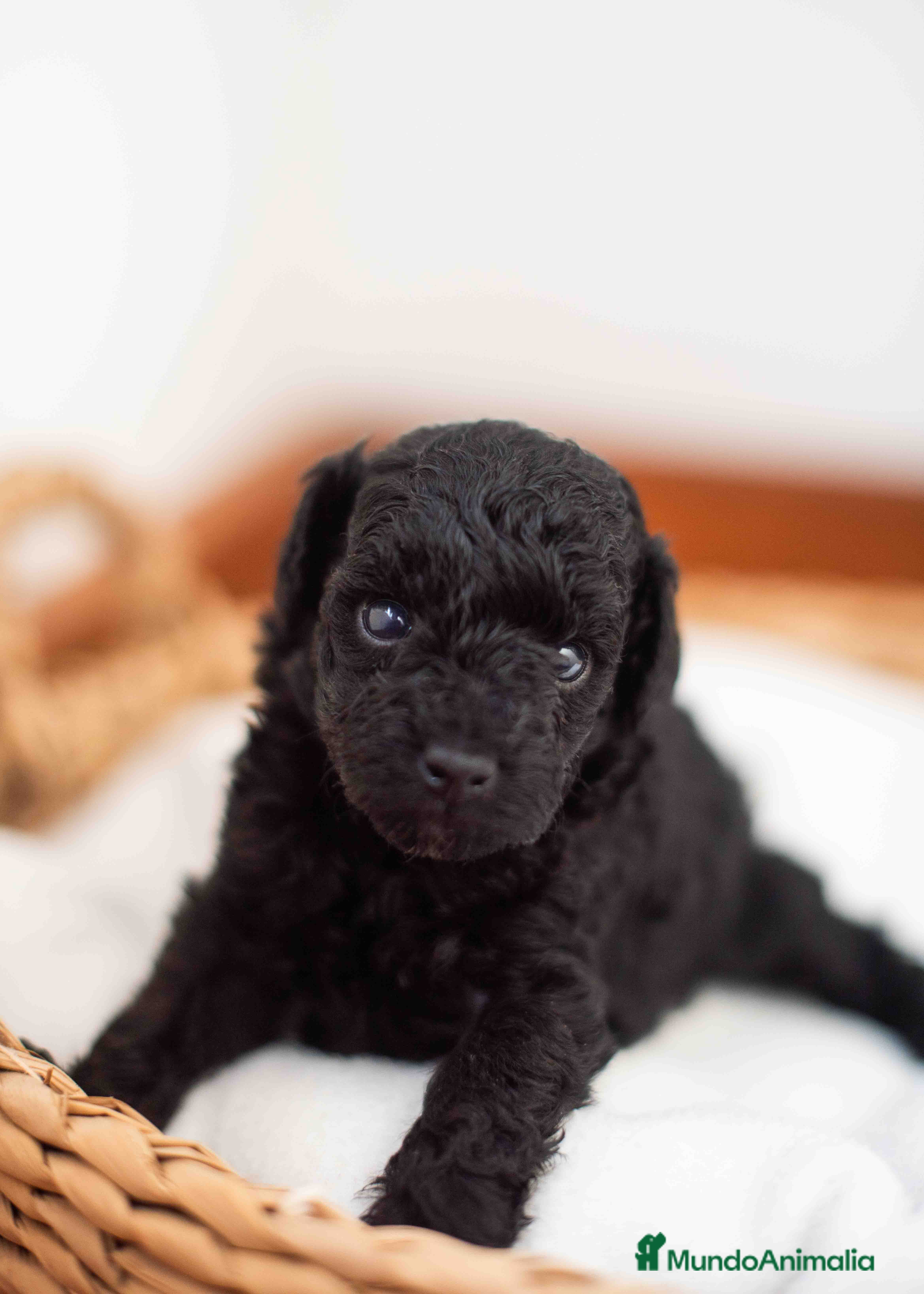 Caniche Toy perros Caniche toys negrops - Anuncio 3