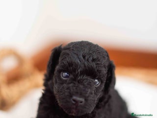 Caniche Toy perros Caniche toys negrops - Anuncio 1