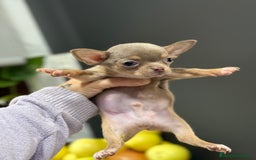 Chihuahua perros en venta: Cachorros chihuahua macho  - Anuncio 2