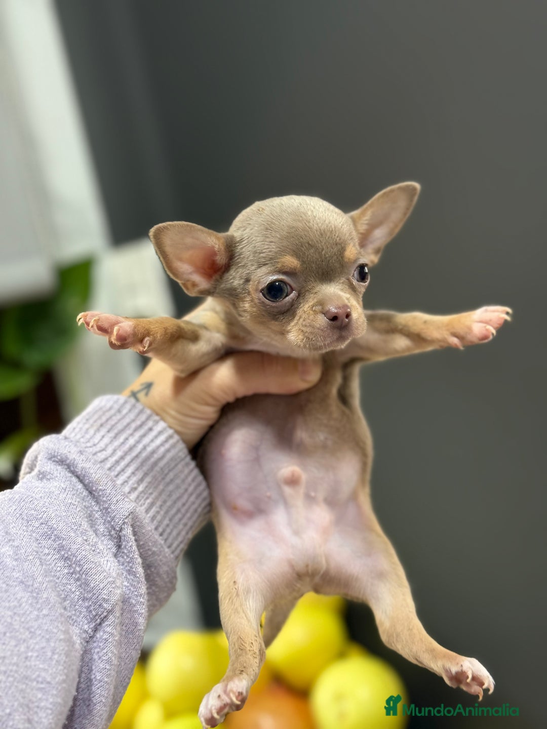 Chihuahua perros en venta: Cachorros chihuahua macho  - Anuncio 2