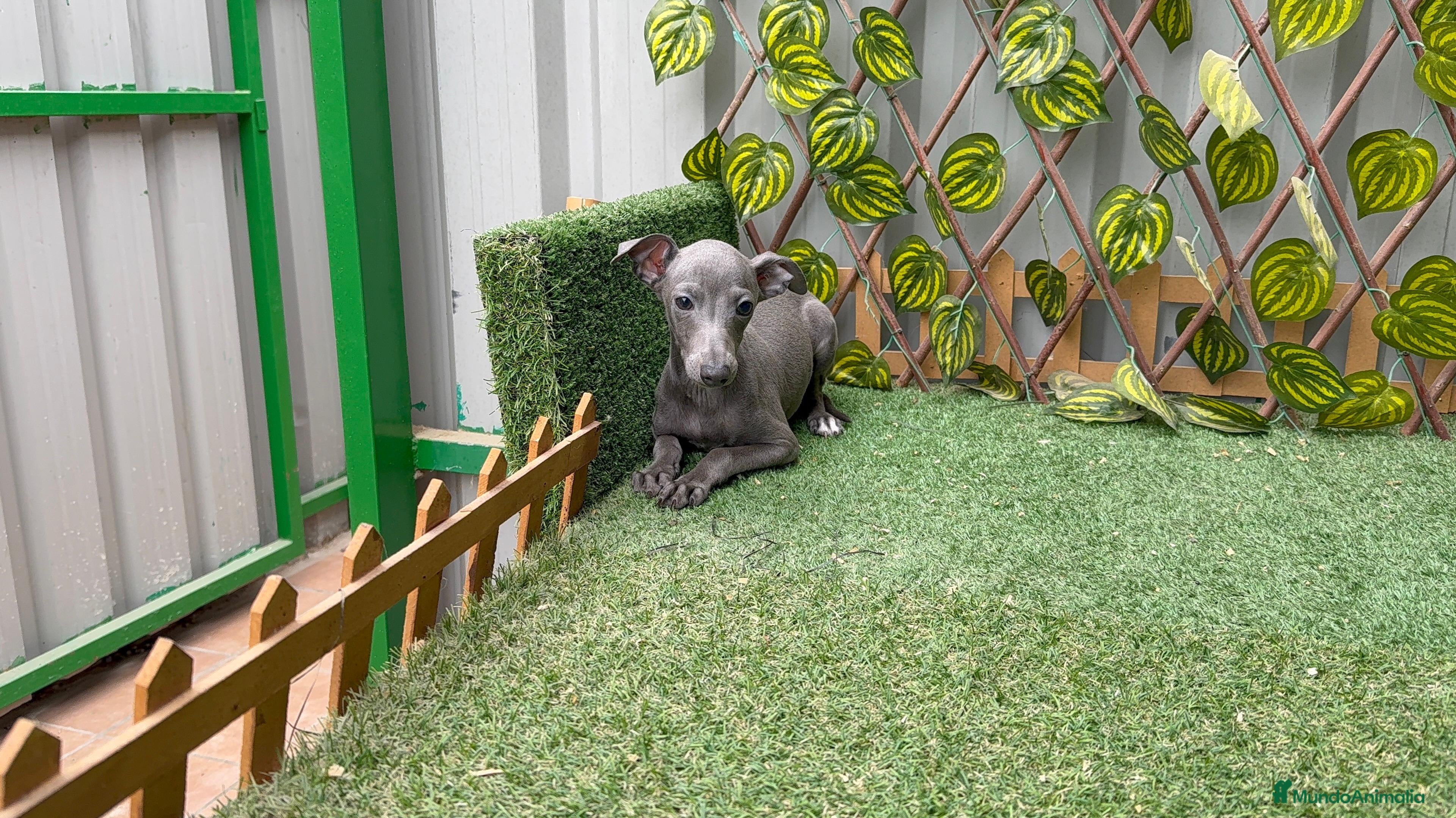 Pequeño Lebrel Italiano perros Lebrel italiano  - Anuncio 1