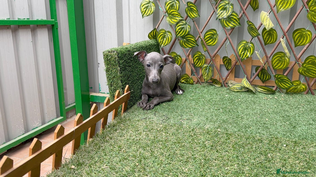 Pequeño Lebrel Italiano perros en venta: Lebrel italiano  - Anuncio 1