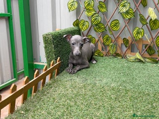 Pequeño Lebrel Italiano perros Lebrel italiano - Anuncio 1