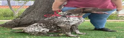 Braco Alemán de Pelo Corto perros en venta: Exclusivos bracos alemanes  - Anuncio 5