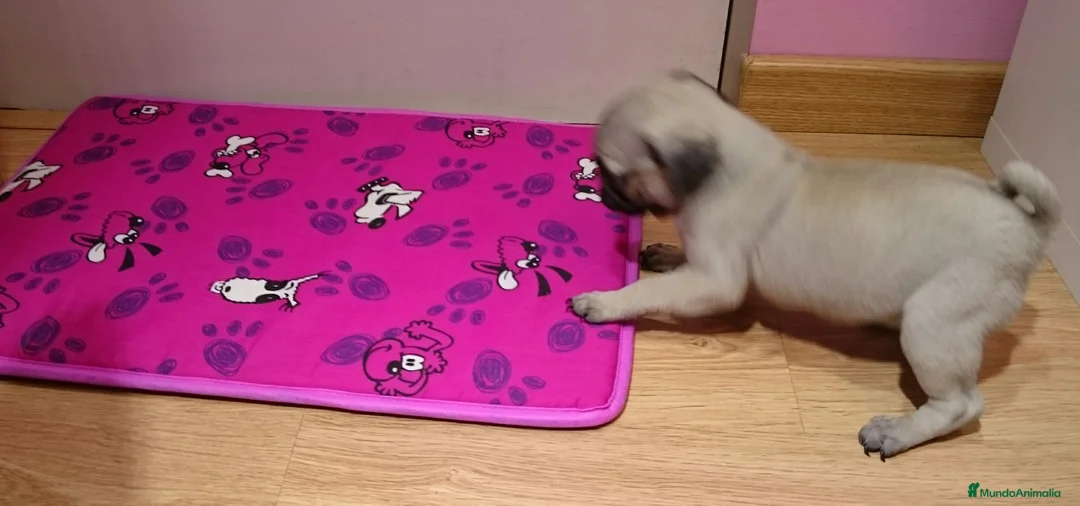 Carlino - Pug perros en venta: Carlino - Anuncio 5