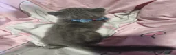 Scottish Fold gatos en venta: Scottish fold blue - Anuncio 4